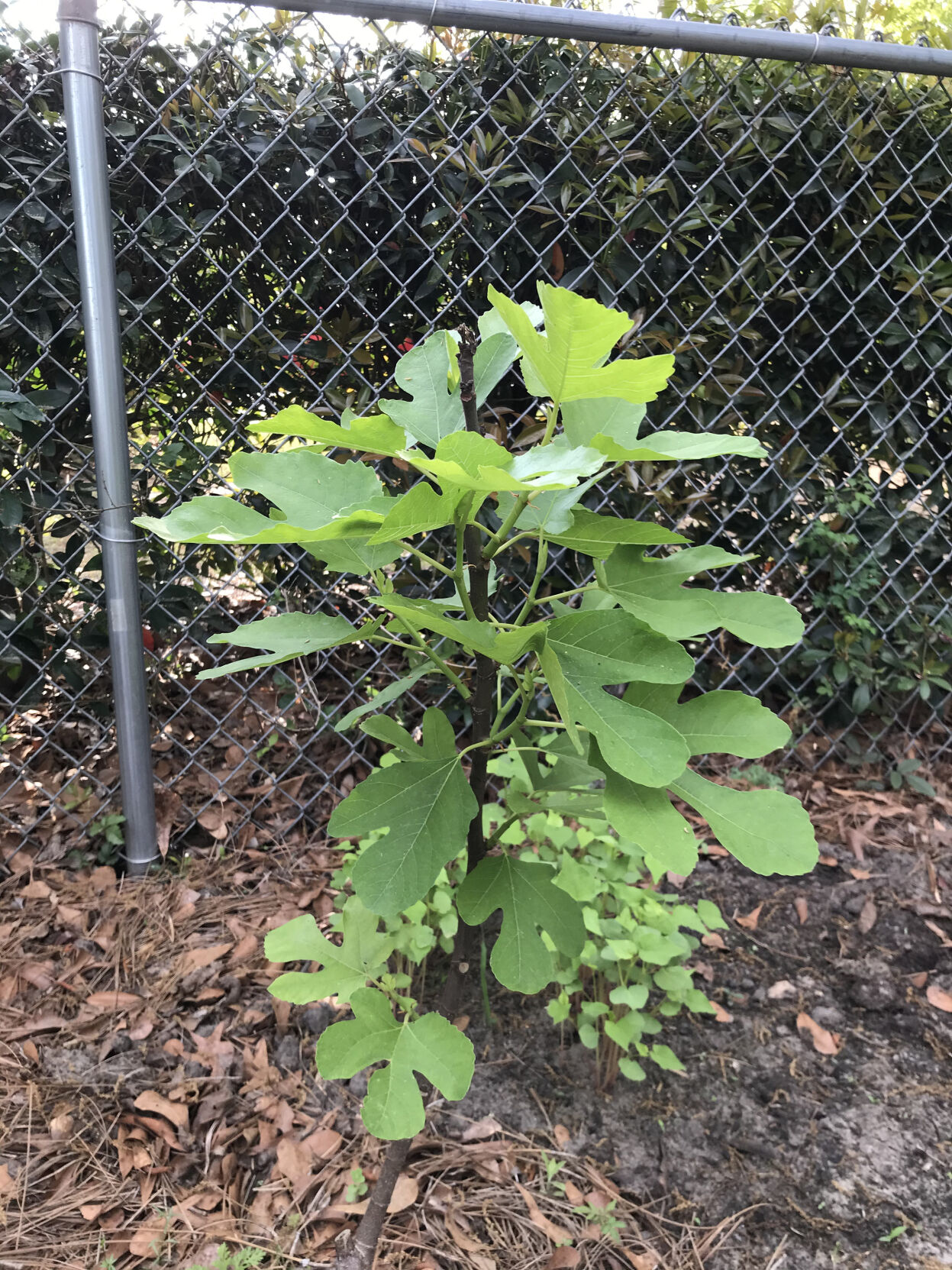 Gardening